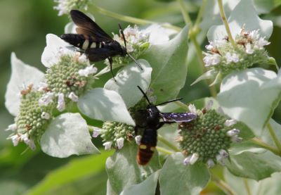 A mid-sized wasp recognized by its black head and thorax and rusty abdomen with 2 yellow spots.