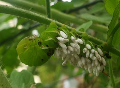 Life and Death in our Yard